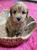 Jasmine, a female Cavapoo and Cavalier King Charles Spaniel for sale in Marshfield, MO – 6 of 9