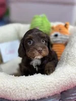 Coco, a female Cavapoo and Cavalier King Charles Spaniel for sale in Marshfield, MO – 2 of 10