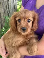 Ruby, a female Cavapoo and Cavalier King Charles Spaniel for sale in Marshfield, MO – 4 of 8