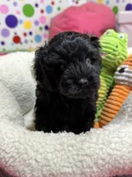 Elvis, a male Cavapoo and Cavalier King Charles Spaniel for sale in Marshfield, MO – 8 of 10