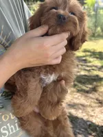 Joy, a female Cavapoo and Cavalier King Charles Spaniel for sale in Marshfield, MO – 10 of 10