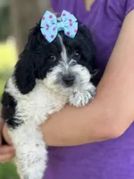 Tulip sale pending , a female Cavapoo and Cavalier King Charles Spaniel for sale in Marshfield, MO – 5 of 10