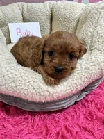 Ruby, a female Cavapoo and Cavalier King Charles Spaniel for sale in Marshfield, MO – 8 of 10