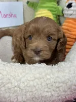 Marsha, a female Cavapoo and Cavalier King Charles Spaniel for sale in Marshfield, MO – 3 of 10