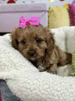Nutmeg, a female Cavapoo and Cavalier King Charles Spaniel for sale in Marshfield, MO – 7 of 10