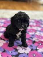 Jerry , a male Cavapoo for sale in Missouri, MO – Photo 4 of 9