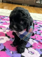 Jerry , a male Cavapoo for sale in Missouri, MO – Photo 6 of 9