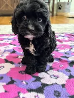 Jerry , a male Cavapoo for sale in Missouri, MO – Photo 9 of 9