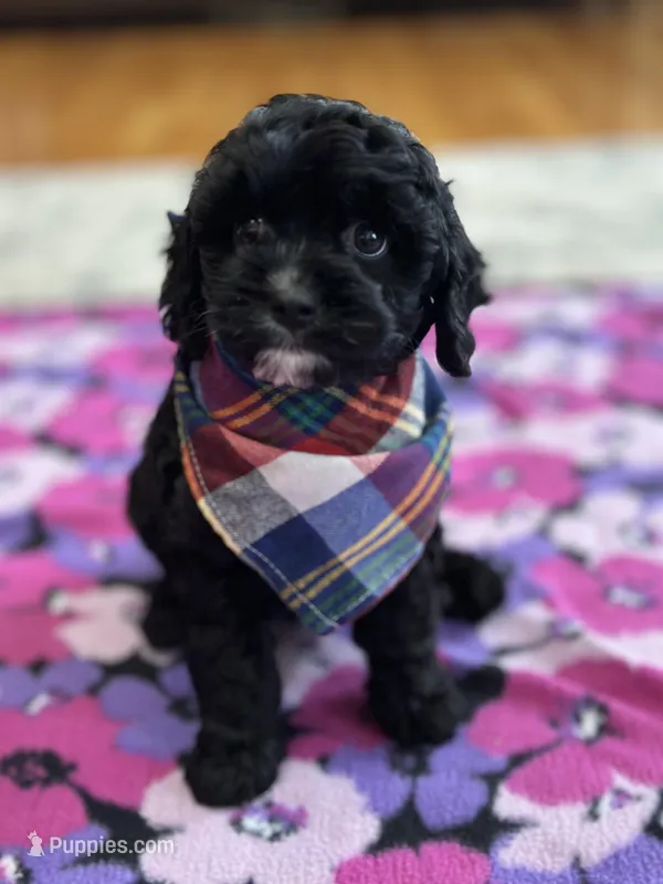 Jerry  – Cavapoo puppy for sale in Missouri, MO