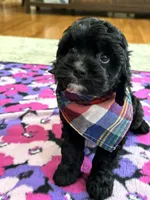 Jerry , a male Cavapoo for sale in Missouri, MO – Photo 5 of 9