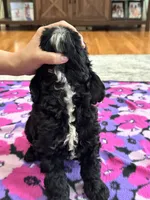 Jerry , a male Cavapoo for sale in Missouri, MO – Photo 7 of 9