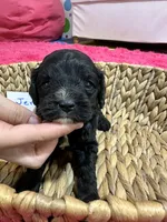 Jerry , a male Cavapoo for sale in Missouri, MO – Photo 5 of 5