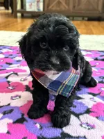 Jerry , a male Cavapoo for sale in Missouri, MO – Photo 8 of 9