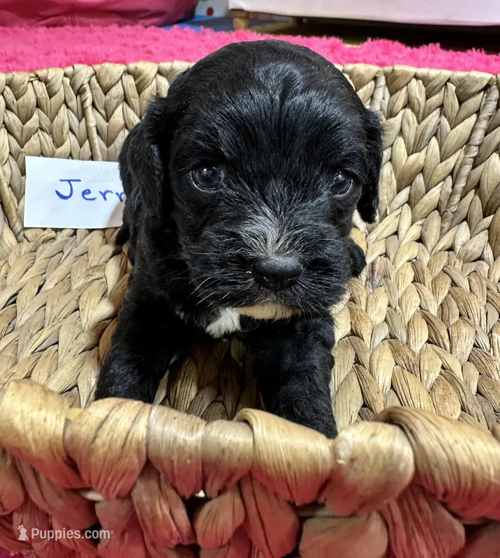 Jerry  – Cavapoo puppy for sale in Missouri, MO