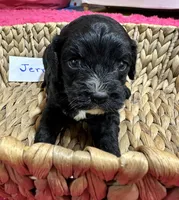 Jerry , a male Cavapoo for sale in Missouri, MO – Photo 1 of 5