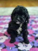 Jerry , a male Cavapoo for sale in Missouri, MO – Photo 3 of 9