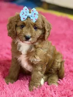 Bailey , a female Cavapoo and Cavalier King Charles Spaniel for sale in Marshfield, MO – 6 of 10