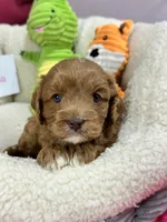 Marsha, a female Cavapoo and Cavalier King Charles Spaniel for sale in Marshfield, MO – 2 of 10