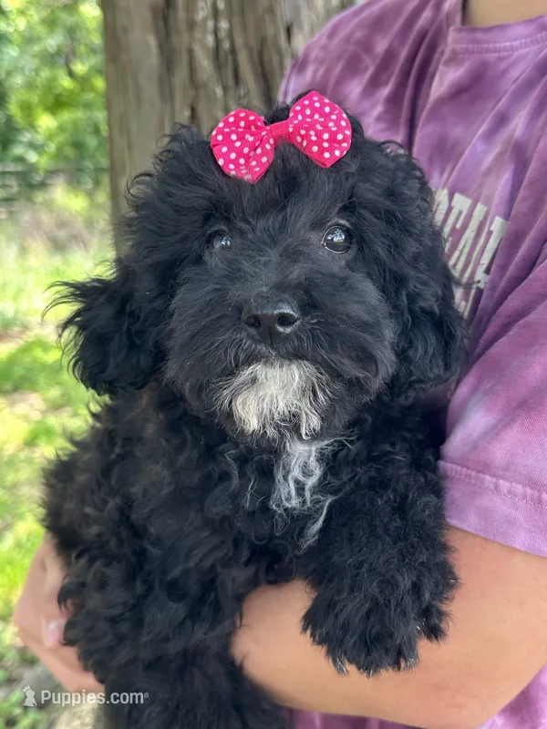 Oreo – Cavapoo puppy for sale in Marshfield, MO