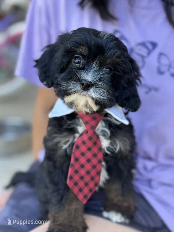 Boomer – Cavapoo, Cavalier King Charles Spaniel puppy for sale in Marshfield, MO