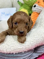 Marty, a male Cavapoo and Cavalier King Charles Spaniel for sale in Marshfield, MO – 3 of 6