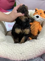 Bella , a female Cavapoo and Cavalier King Charles Spaniel for sale in Marshfield, MO – 5 of 9