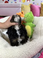 Jacob, a male Cavapoo and Cavalier King Charles Spaniel for sale in Marshfield, MO – 6 of 7