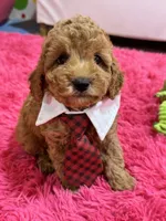 Gus, a male Cavapoo and Cavalier King Charles Spaniel for sale in Marshfield, MO – 1 of 10