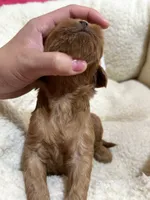 Priscilla , a female Cavapoo and Cavalier King Charles Spaniel for sale in Marshfield, MO – 8 of 8