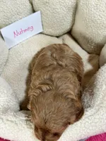 Nutmeg, a female Cavapoo and Cavalier King Charles Spaniel for sale in Marshfield, MO – 10 of 10