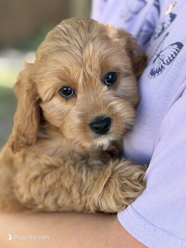 Jasmine – Cavapoo, Cavalier King Charles Spaniel puppy for sale in Marshfield, MO