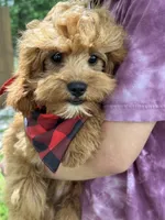 Rex , a male Cavapoo and Cavalier King Charles Spaniel for sale in Missouri, MO – Photo 5 of 10