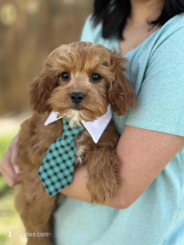 Rex  – Cavapoo, Cavalier King Charles Spaniel puppy for sale in Missouri, MO