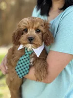 Rex , a male Cavapoo and Cavalier King Charles Spaniel for sale in Missouri, MO – Photo 1 of 10