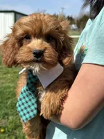 Rex , a male Cavapoo and Cavalier King Charles Spaniel for sale in Missouri, MO – Photo 10 of 10
