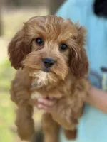 Rex , a male Cavapoo and Cavalier King Charles Spaniel for sale in Missouri, MO – Photo 5 of 10