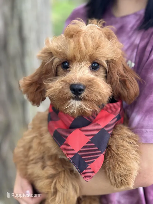 Rex  – Cavapoo, Cavalier King Charles Spaniel puppy for sale in Missouri, MO