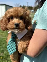 Rex , a male Cavapoo and Cavalier King Charles Spaniel for sale in Missouri, MO – Photo 9 of 10