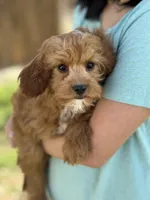 Rex , a male Cavapoo and Cavalier King Charles Spaniel for sale in Missouri, MO – Photo 4 of 10
