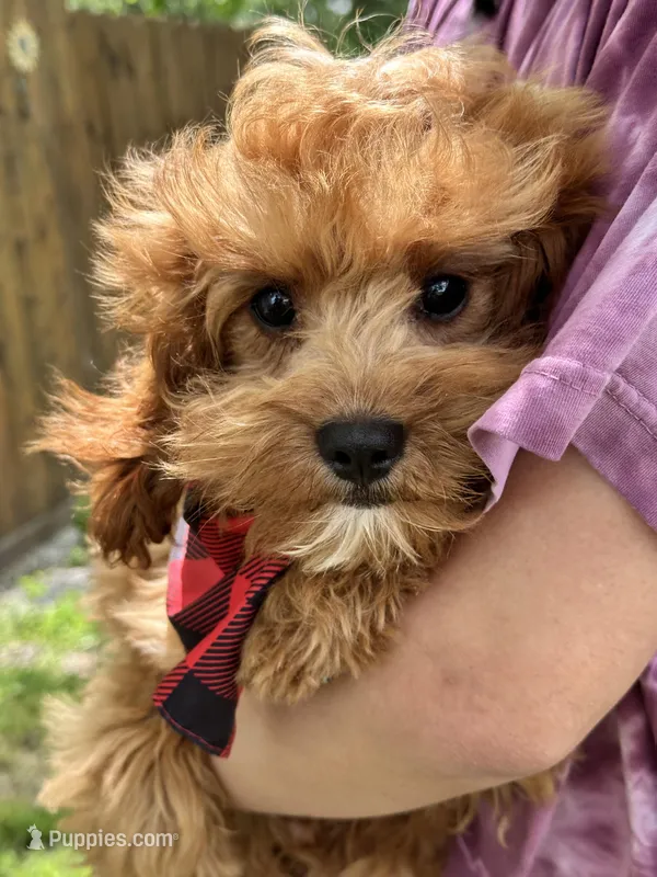 Rex  – Cavapoo, Cavalier King Charles Spaniel puppy for sale in Missouri, MO