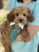 Rex , a male Cavapoo and Cavalier King Charles Spaniel for sale in Missouri, MO – Photo 3 of 10