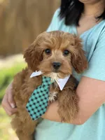 Rex , a male Cavapoo and Cavalier King Charles Spaniel for sale in Missouri, MO – Photo 7 of 10