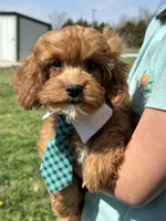 Rex , a male Cavapoo and Cavalier King Charles Spaniel for sale in Missouri, MO – Photo 8 of 10