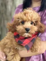 Rex , a male Cavapoo and Cavalier King Charles Spaniel for sale in Missouri, MO – Photo 3 of 10