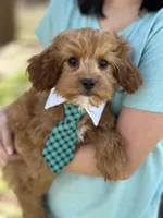 Rex , a male Cavapoo and Cavalier King Charles Spaniel for sale in Missouri, MO – Photo 2 of 10