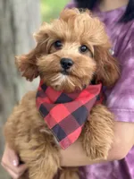 Rex , a male Cavapoo and Cavalier King Charles Spaniel for sale in Missouri, MO – Photo 4 of 10