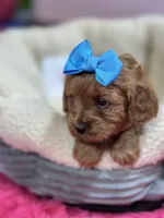 Nutmeg, a female Cavapoo and Cavalier King Charles Spaniel for sale in Marshfield, MO – 4 of 10