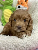 Marsha, a female Cavapoo and Cavalier King Charles Spaniel for sale in Marshfield, MO – 4 of 10