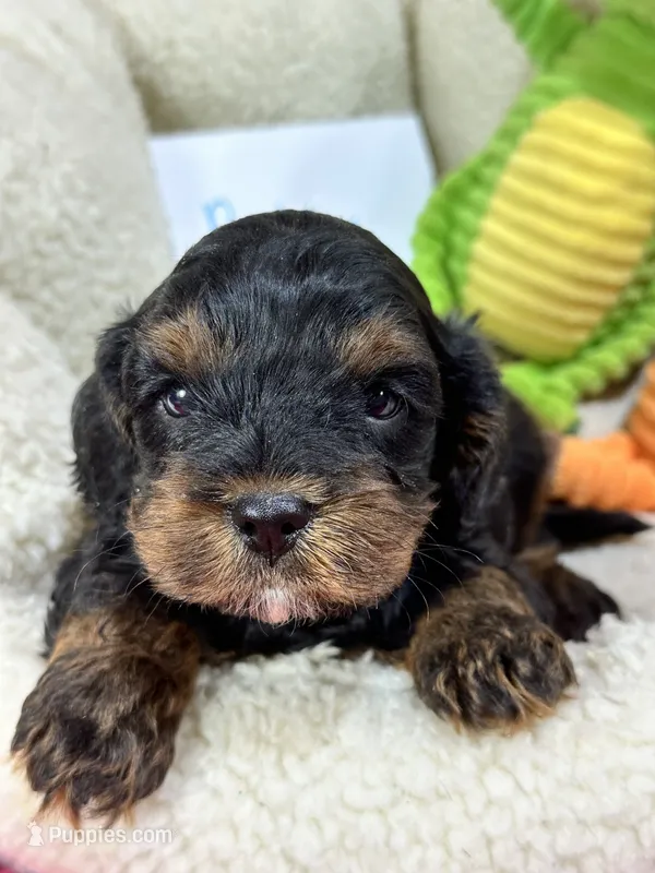 Bobby  – Cavapoo, Cavalier King Charles Spaniel puppy for sale in Marshfield, MO