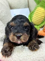 Bobby , a male Cavapoo and Cavalier King Charles Spaniel for sale in Marshfield, MO – 1 of 8